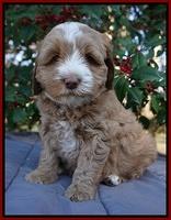 Ellie Flicker pups 6 wks old 181
