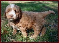 Ellie Flicker pups 6 wks old 201