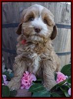 Ellie Flicker pups 7 wks old 111