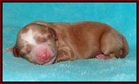 Ellie Flicker pups newborn 91