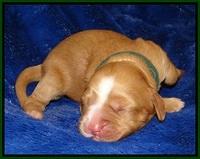 Ellie Flicker pups 1 wk old 161