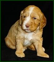 Ellie Flicker pups 4 wks old 111