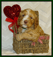 Ellie Flicker pups 5 wks old 241