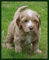 Ellie Flicker pups 5 wks old 251