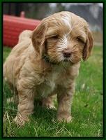 Ellie Flicker pups 5 wks old 261