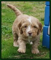 Ellie Flicker pups 5 wks old 271