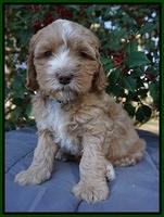 Ellie Flicker pups 6 wks old 221
