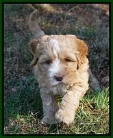 Ellie Flicker pups 6 wks old 251