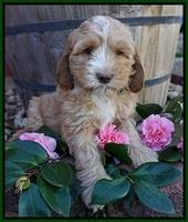 Ellie Flicker pups 7 wks old 141