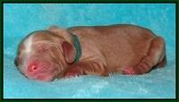 Ellie Flicker pups newborn 121