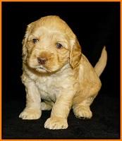 Ellie Flicker pups 4 wks old 121