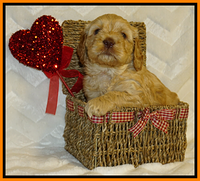 Ellie Flicker pups 5 wks old 291