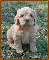 Ellie Flicker pups 6 wks old 291