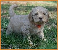 Ellie Flicker pups 6 wks old 301