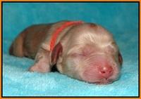 Ellie Flicker pups newborn 141