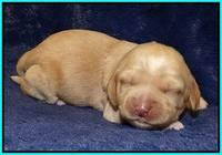 Ellie Flicker pups 1 wk old 231