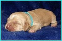 Ellie Flicker pups 1 wk old 241