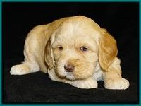 Ellie Flicker pups 4 wks old 141