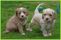 Ellie Flicker pups 5 wks old 361