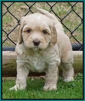 Ellie Flicker pups 5 wks old 371