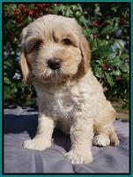 Ellie Flicker pups 6 wks old 311