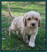 Ellie Flicker pups 6 wks old 321