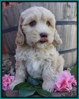 Ellie Flicker pups 7 wks old 221