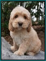 Ellie and Flicker pups 8 wks old 5 92