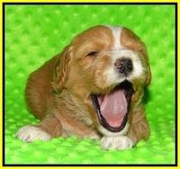 Ellie Flicker pups 3 wks old 211