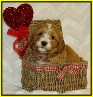 Ellie Flicker pups 5 wks old 381