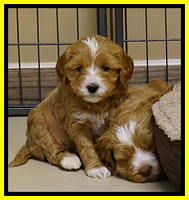 Ellie Flicker pups 5 wks old 391