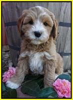 Ellie Flicker pups 7 wks old 291