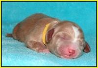 Ellie Flicker pups newborn 181