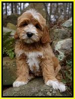 Ellie and Flicker pups 8 wks old 2 92