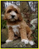 Ellie and Flicker pups 8 wks old 3 92