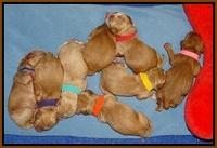 Ellie Flicker pups newborn 11