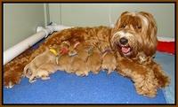 Ellie Flicker pups newborn 201