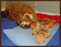 Ellie Flicker pups newborn 31