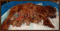 Ellie Flicker pups newborn 41