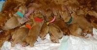 Ellie Flicker pups newborn 51