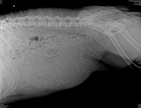 BB preg xray 1