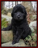 Individual puppy photo gallery