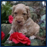 BB Gus pups 4 wks old 31