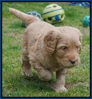 BB Gus pups 5 wks old 11