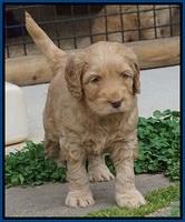 BB Gus pups 5 wks old 31