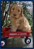 BB Gus pups 6 wks old 31