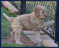 BB Gus pups 7 wks old 31
