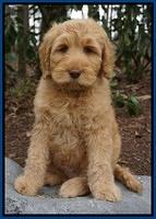 BB Gus pups 8 wks old 4100