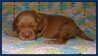 BB and Gus pups 1 wk old 11