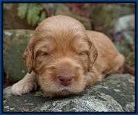 BB gus pups 2 wks old 31